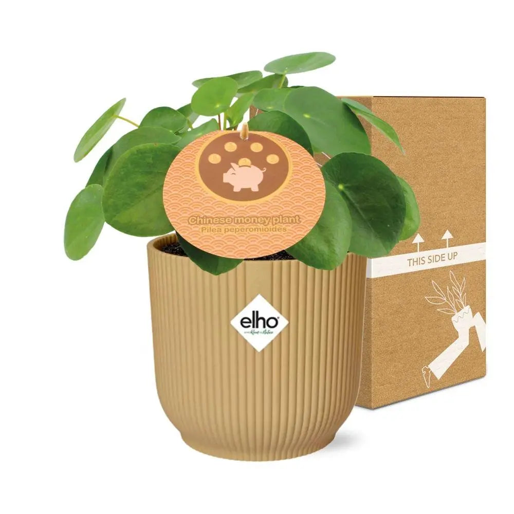 Pilea Peperomioides 12 cm in Elho -Vibes 14 cm Geel falten MEERgroothandel Planten