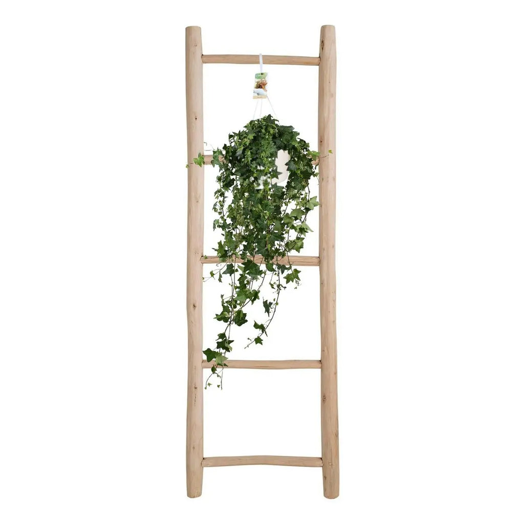 Hedera Hellix Pitsburg - Hang/xxl - Ø17cm - → 90 cm MEERgroothandel Planten
