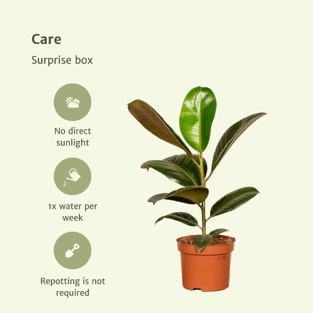 Überraschungsbox - 6 verschiedene Zimmerpflanzen - Ø12cm - ↕10-25 cm MEERgroothandel Planten