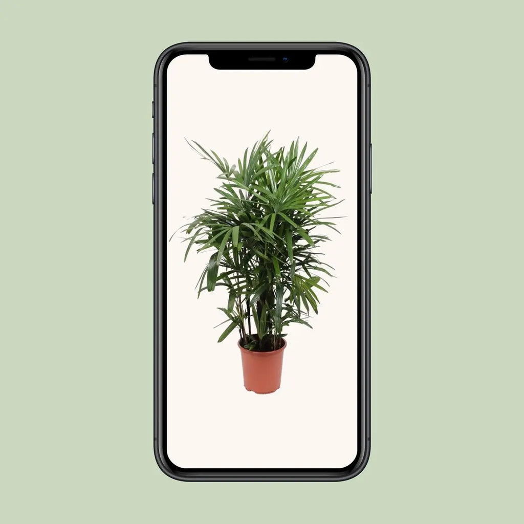 Rhapis Excelsa - Ø27cm - ↕120cm MEERgroothandel Planten