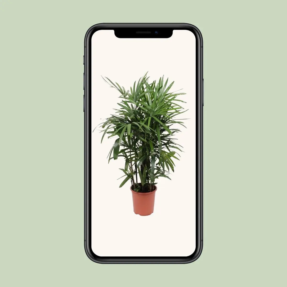 Rhapis Excelsa - Ø27cm - ↕120cm MEERgroothandel Planten
