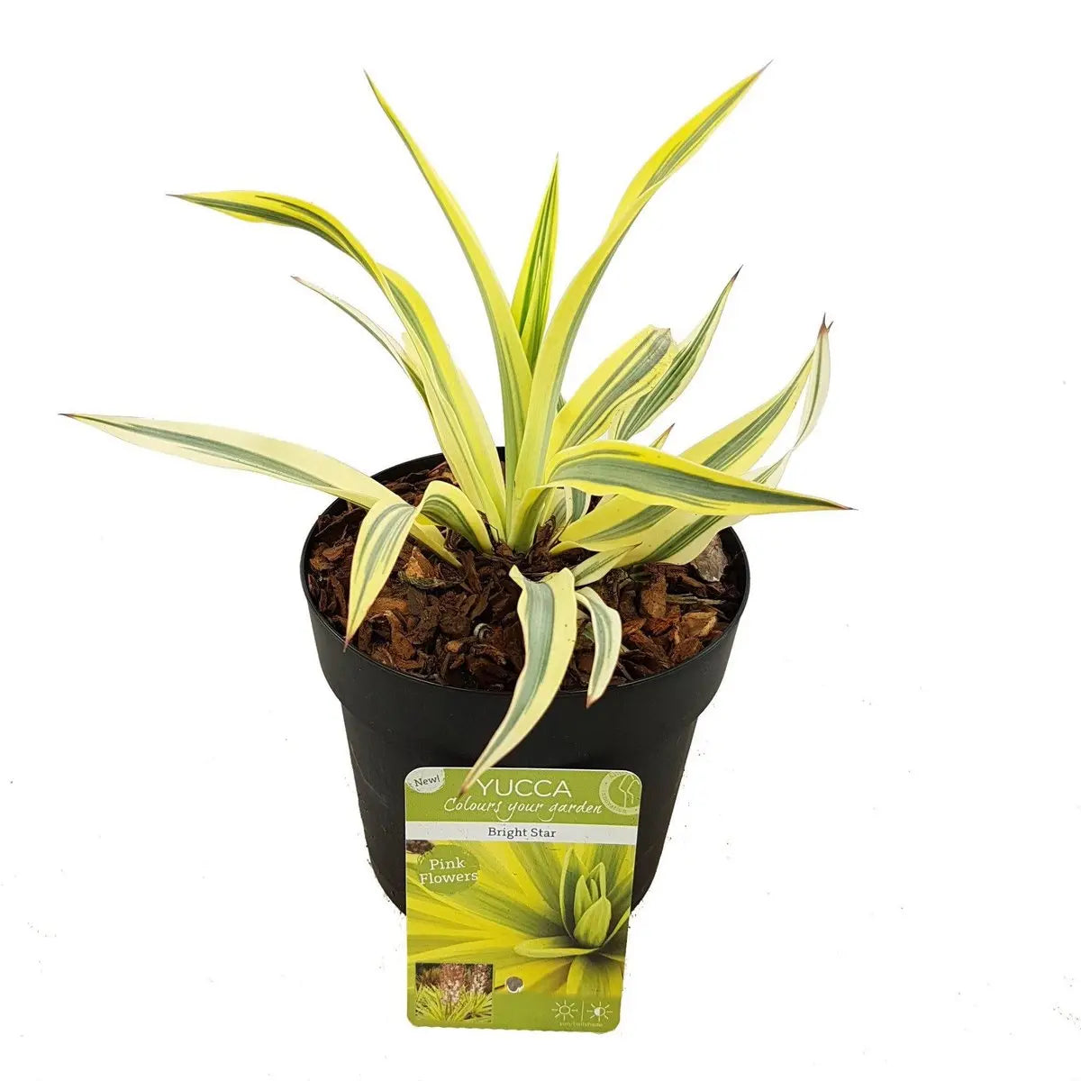 Yucca gloriosa 'Heller Stern' – variegierte Kerzen-Palmlilie, wintergrün &  sonnig - ↕20cm
