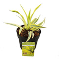 Kerzen-Palmlilie Yucca gloriosa ‘Heller Stern’ - ↕20cm - Ø13cm - Pille Gartenwelt