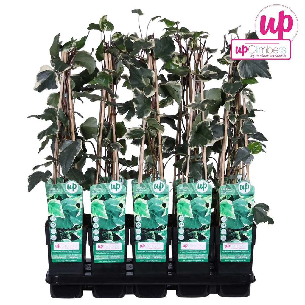 Gelb-Bunter Efeu Hedera Algeriensis 'Gloire de Maren' - Ø15cm - ↕65 cm - Pille Gartenwelt