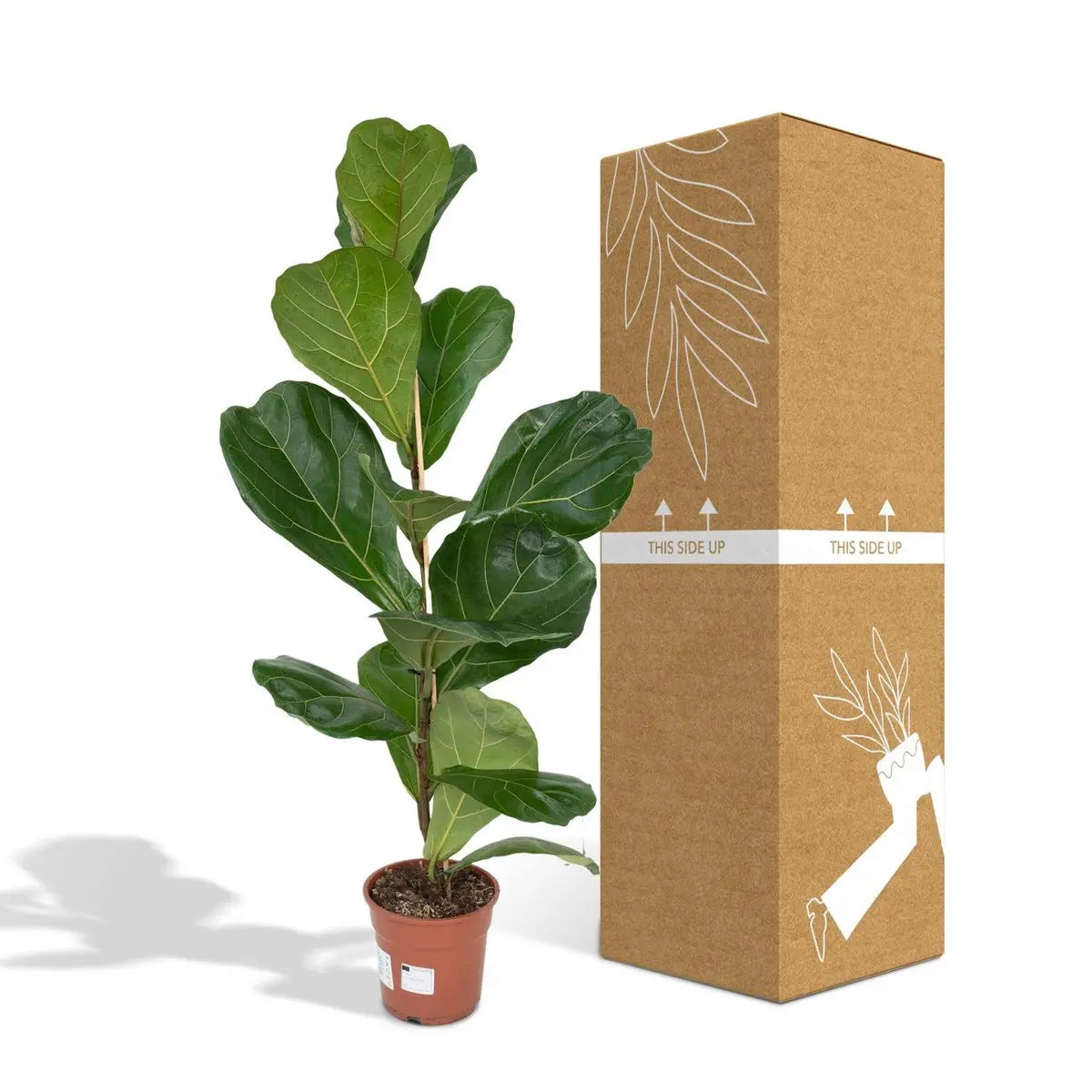 Ficus Lyrata - Gummipflanze - Ø17cm - ↕75cm MEERgroothandel Planten