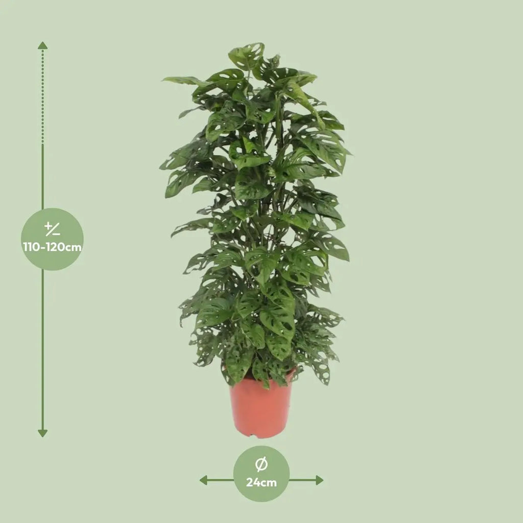 Monstera Monkey Leaf | [P24-H120] MEERgroothandel Planten