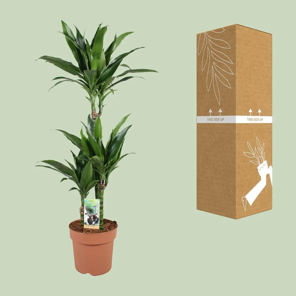 Dracaena Janet Craig 60-30-15 - Ø21 cm - ↕100 cm MEERgroothandel Planten