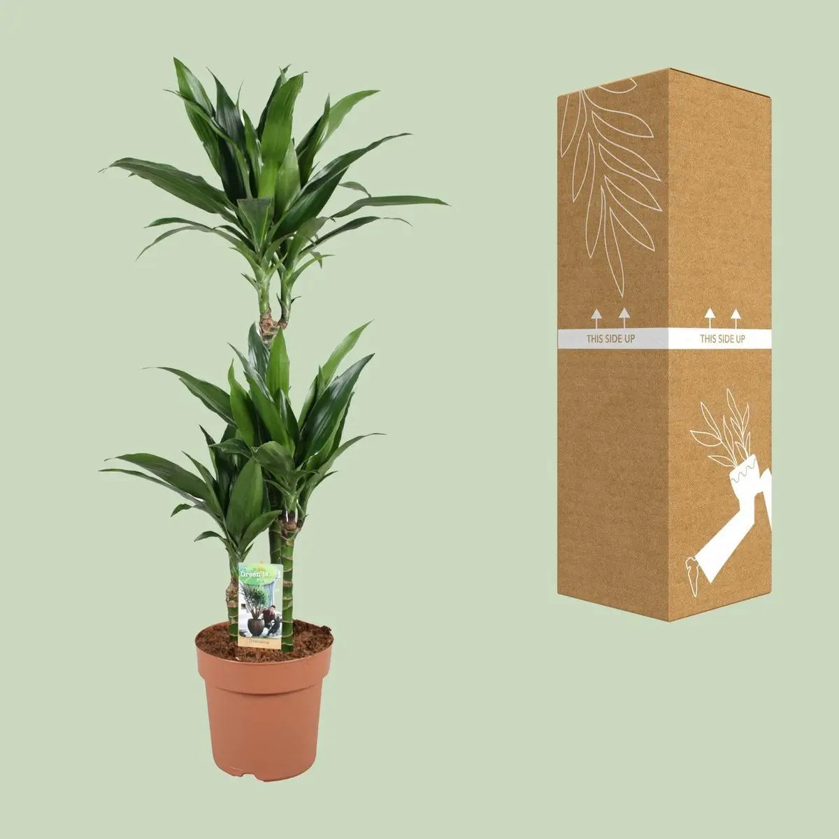 Dracaena Janet Craig 60-30-15 - Ø21 cm - ↕100 cm MEERgroothandel Planten