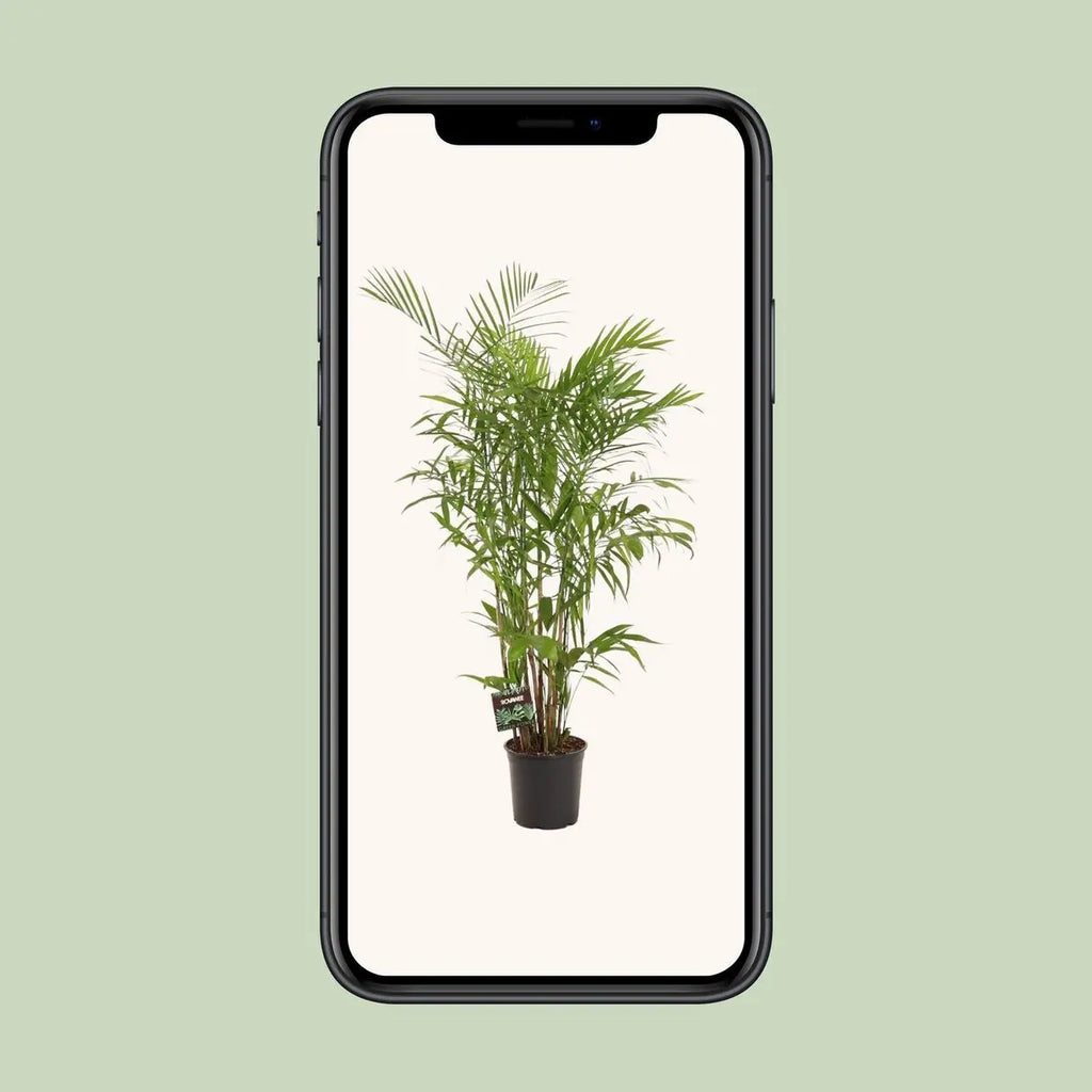 Chamaedorea Sefits - Ø27cm - ↕160 cm MEERgroothandel Planten