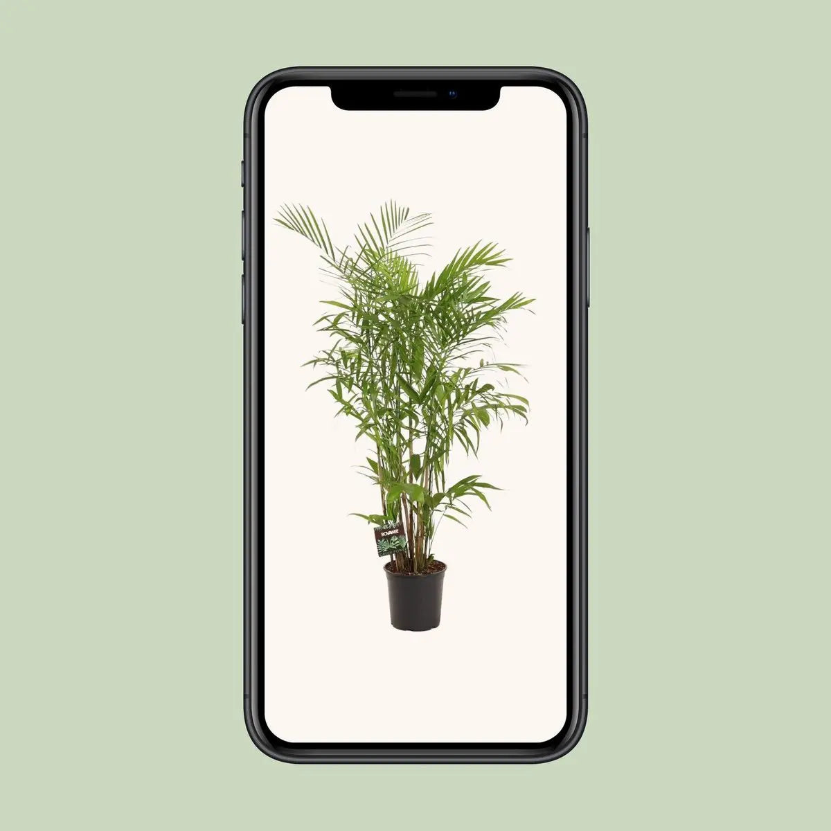 Chamaedorea Sefits - Ø27cm - ↕160 cm MEERgroothandel Planten