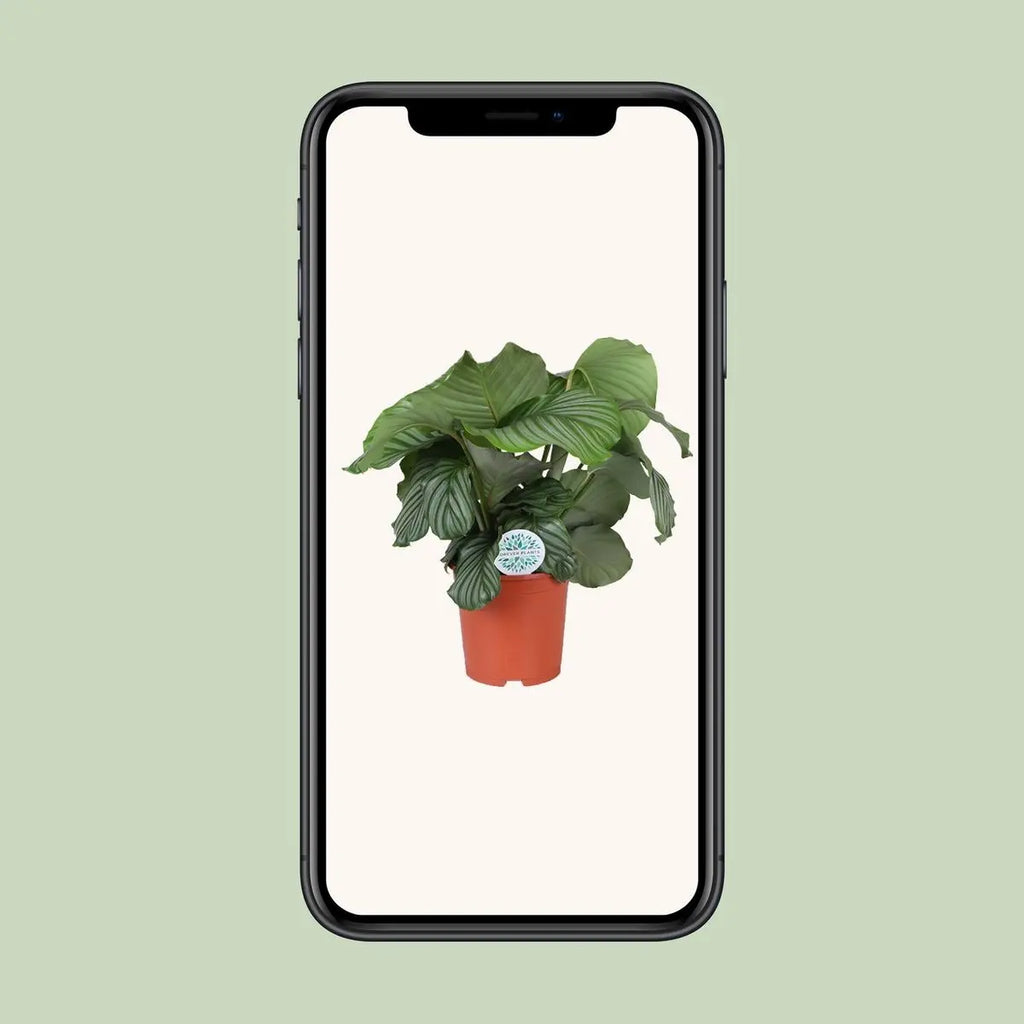 Calathea orbifolia - Ø21cm - ↕70 cm MEERgroothandel Planten