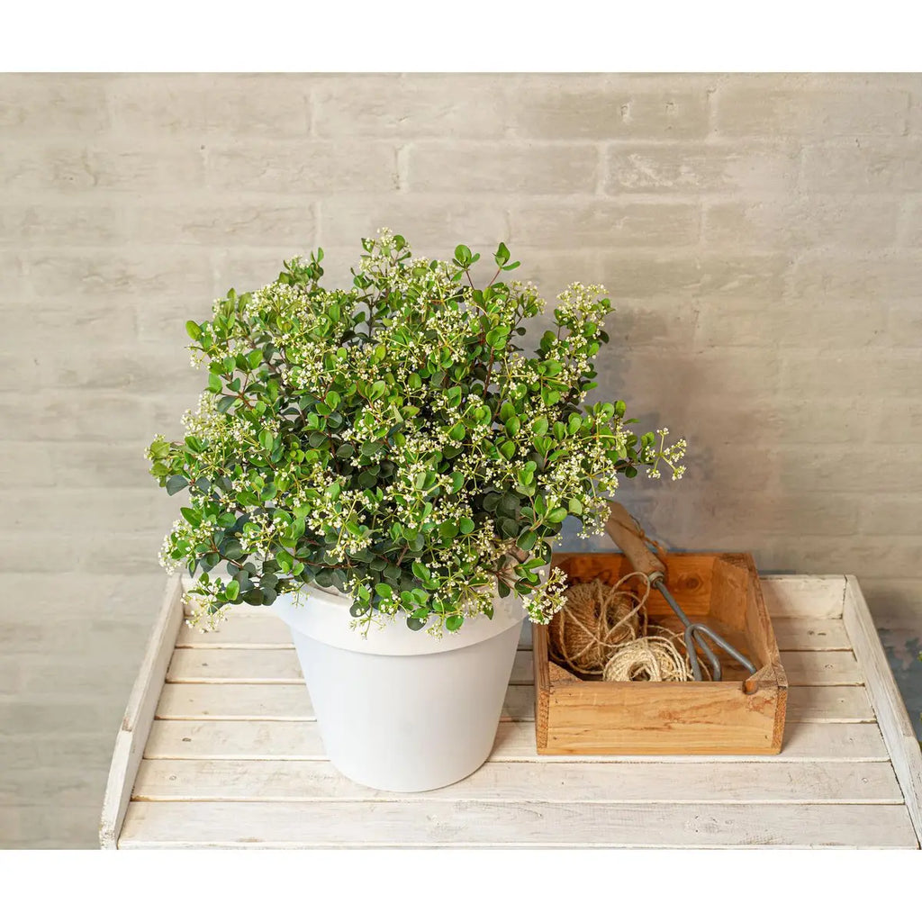 Viburnum 'Fairy Stars'® - ↕20cm - Ø13 cm | Immergrüner Schneeball, kompakt & blühfreudig - Pille Gartenwelt