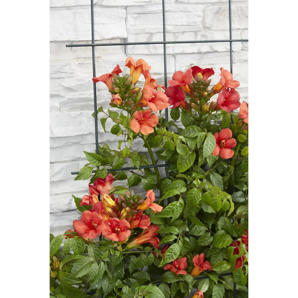 Trompetenblume Campsis Summer Jazz Fire Trompete - Ø15 cm - ↕65 cm