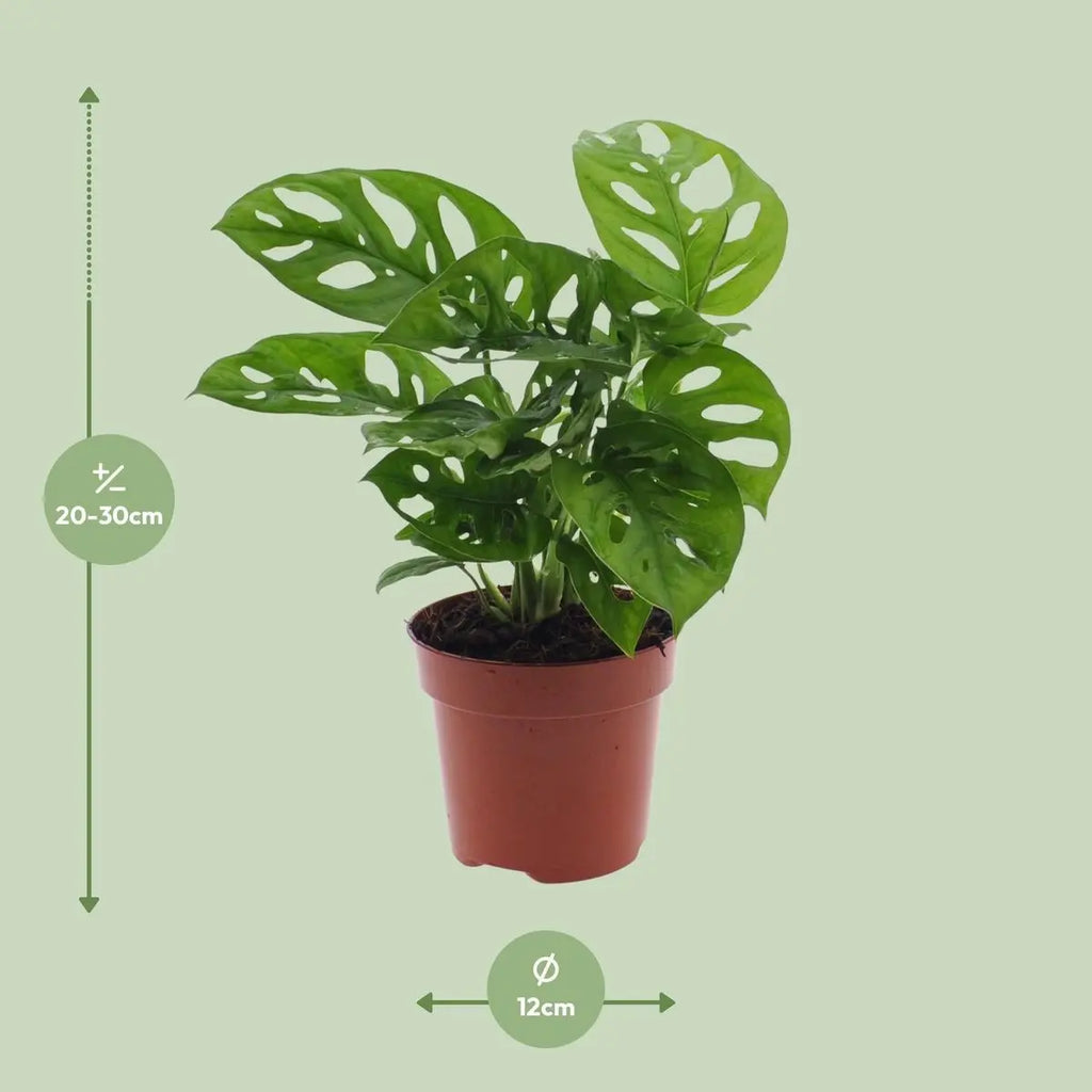 Monstera Monkey Leaf (Fensterblatt) - Ø12CM - ↕30 cm - Pille Gartenwelt
