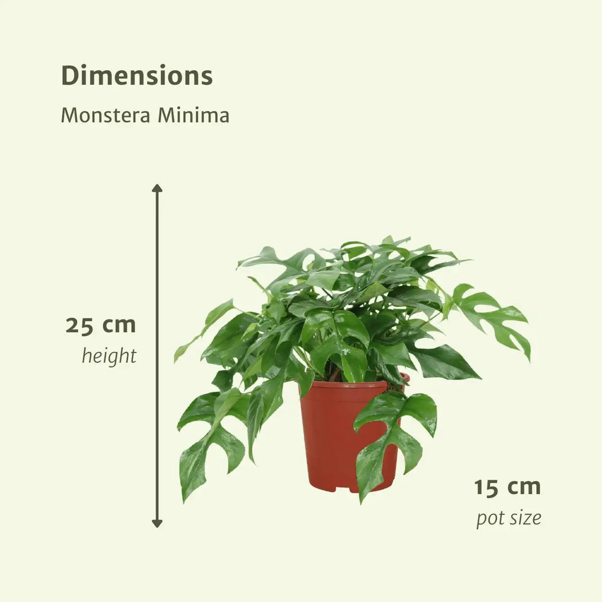 2x Monstera minima - Gatenplant - 25 cm - Ø15 MEERgroothandel Planten