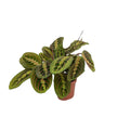 Maranta Fascinator (Pfeilwurz ) - Ø12CM - ↕20CM