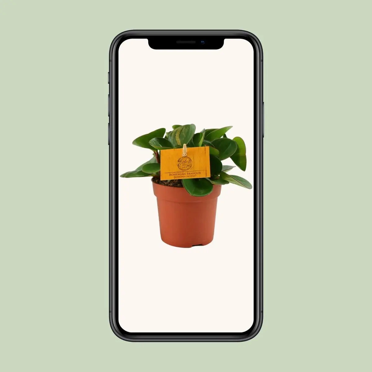 Peperomia obtipan - Ø11cm - ↕15cm