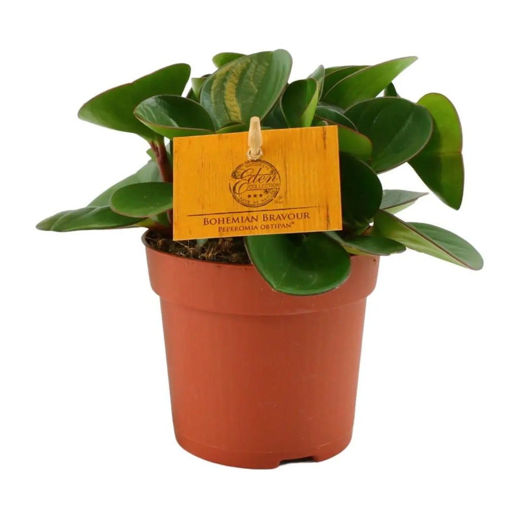 Peperomia obtipan - Ø11cm - ↕15cm