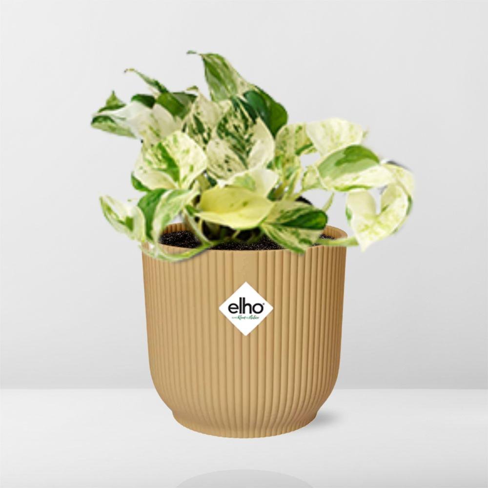 Epipremnum Manjula 'Happy Leaf' Elho Fold 14 cm gold | 10-20 cm hoch