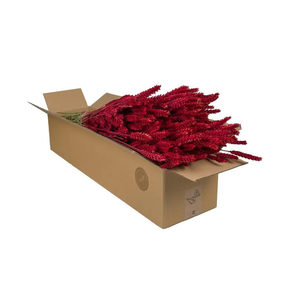 Trockenblumen – Weizen (Triticum) – Rot – 4 Bündel – ↕60 cm MEERgroothandel Planten