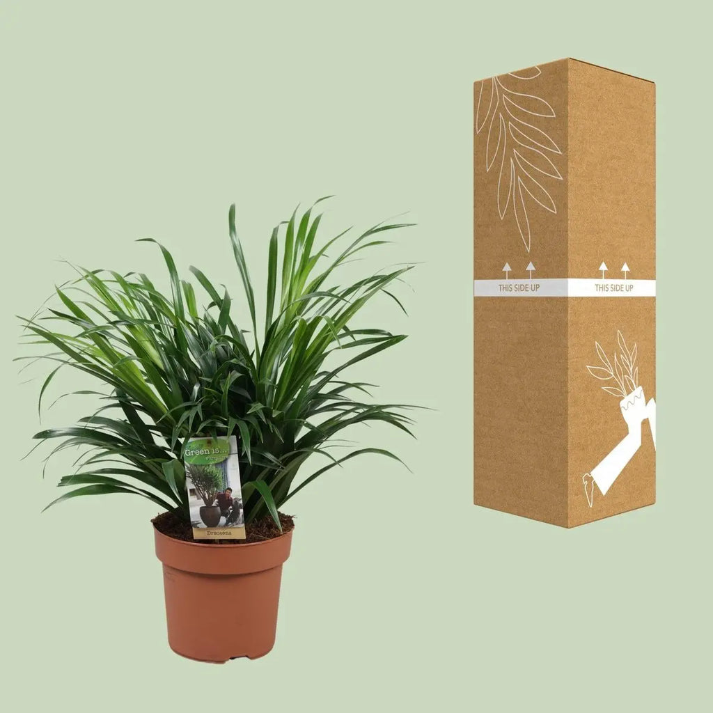 Dracaena Anita neben bruch- und transportsicherer Versandverpackung für die Pflanzen