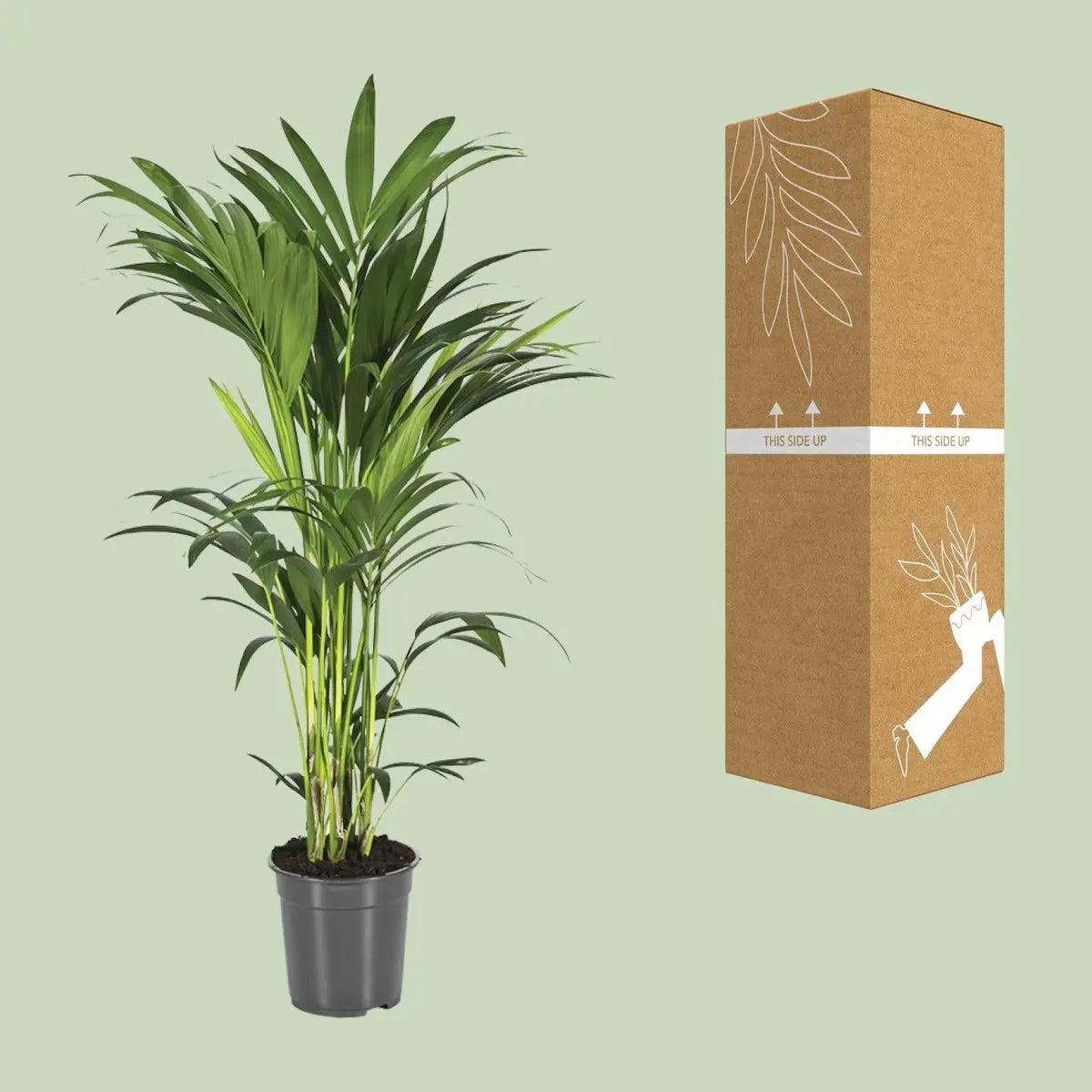 Howea Forsteriana - Ø21cm - ↕100 cm MEERgroothandel Planten