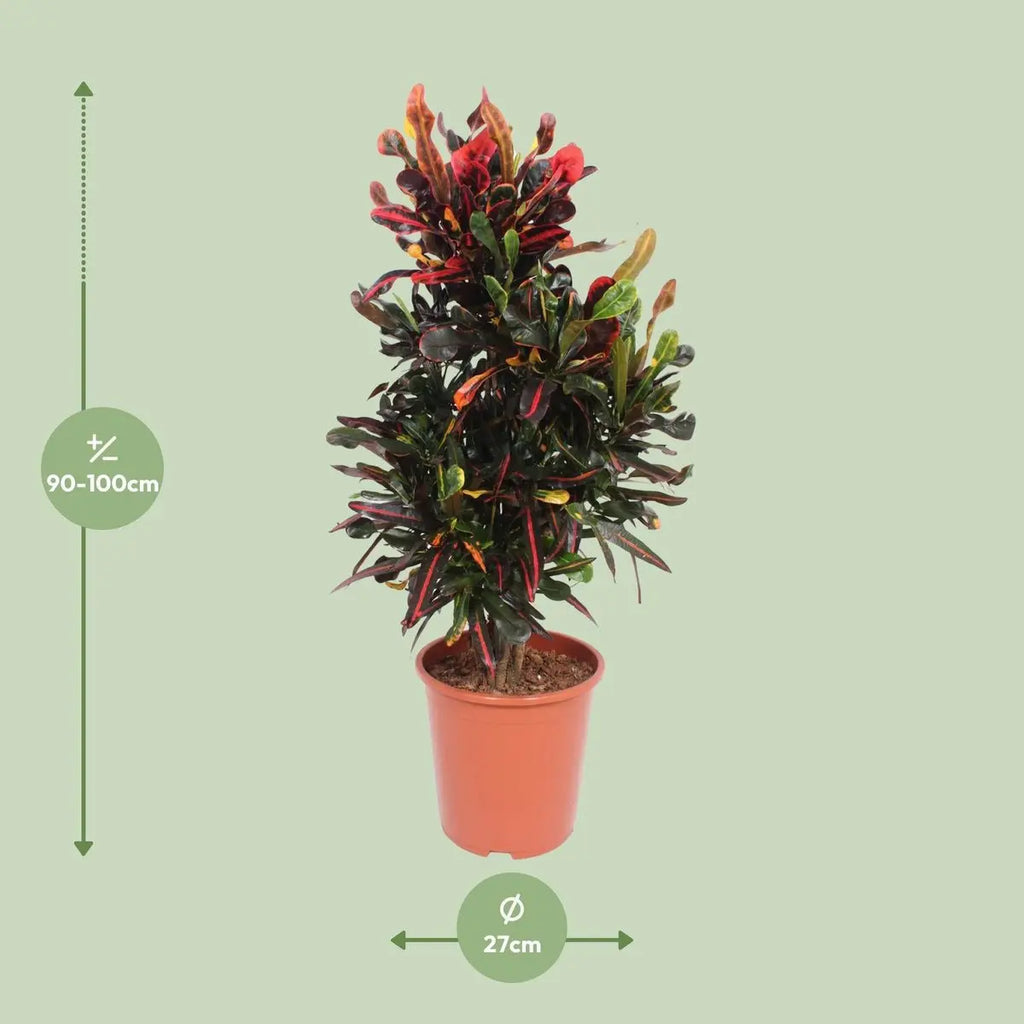 Codiaeum variegatum ‘Mammi’ (Kroton) – Ø27cm – ca. 100cm | Wunderstrauch - Pille Gartenwelt