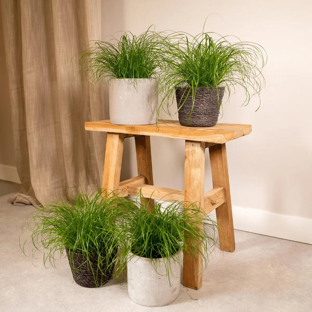 Cyperus alternifolius im Topf – dekoratives Grün für Balkon und innen
