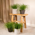 Cyperus alternifolius im Topf – dekoratives Grün für Balkon und innen