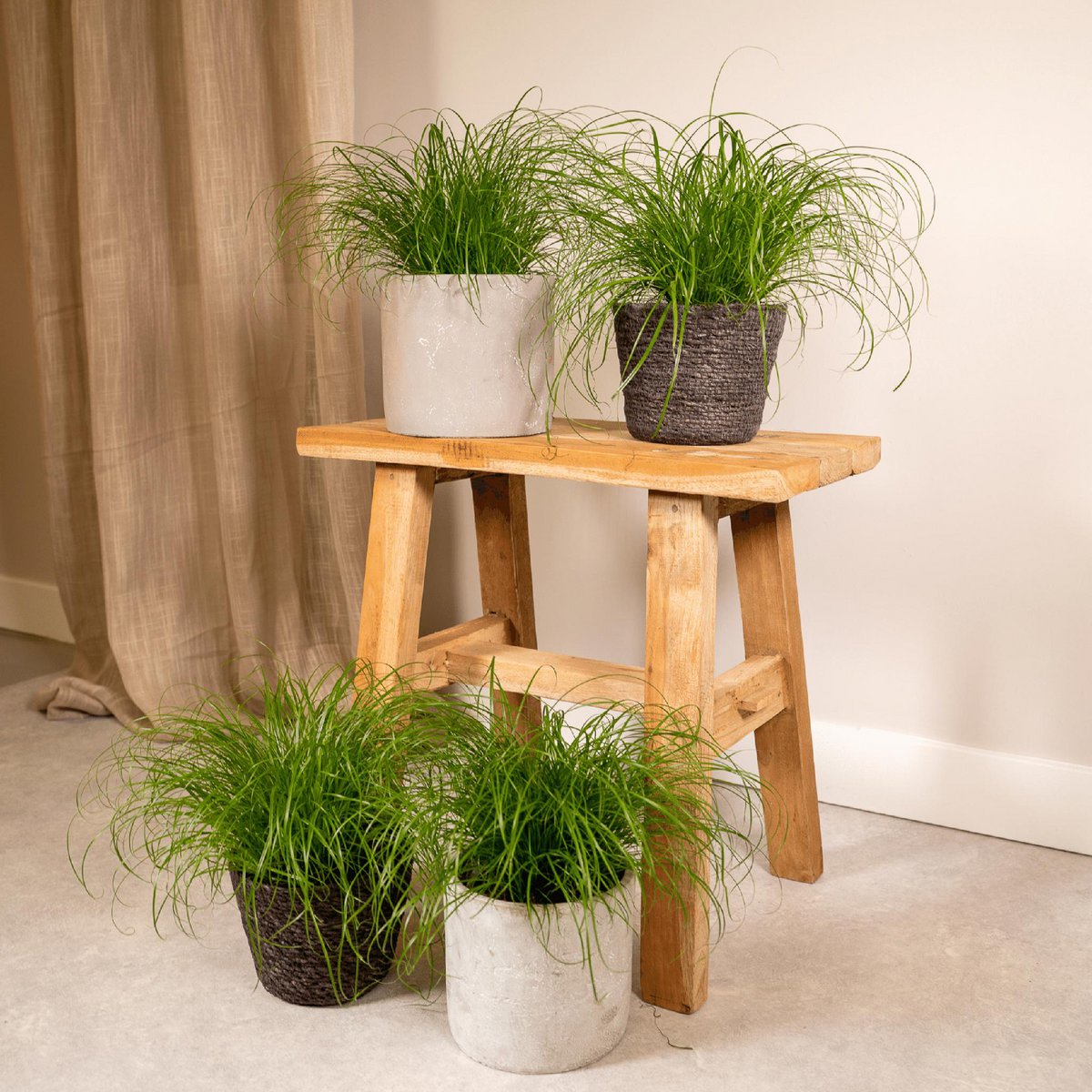 Cyperus alternifolius im Topf – dekoratives Grün für Balkon und innen