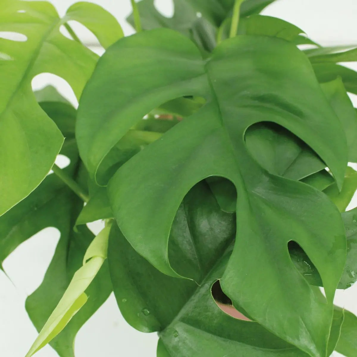 2x Monstera minima - Gatenplant - 25 cm - Ø15 MEERgroothandel Planten