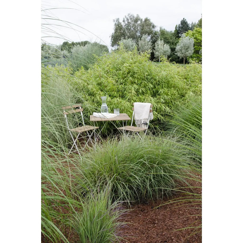 4x Fargesia rufa - ↨40 cm - Ø14 MEERgroothandel Planten