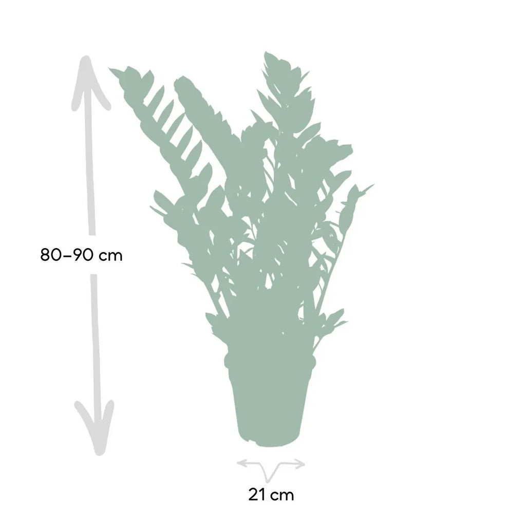 Zamioculcas Zamiifolia - Smaragdpalme - Ø21cm - ↕80cm MEERgroothandel Planten