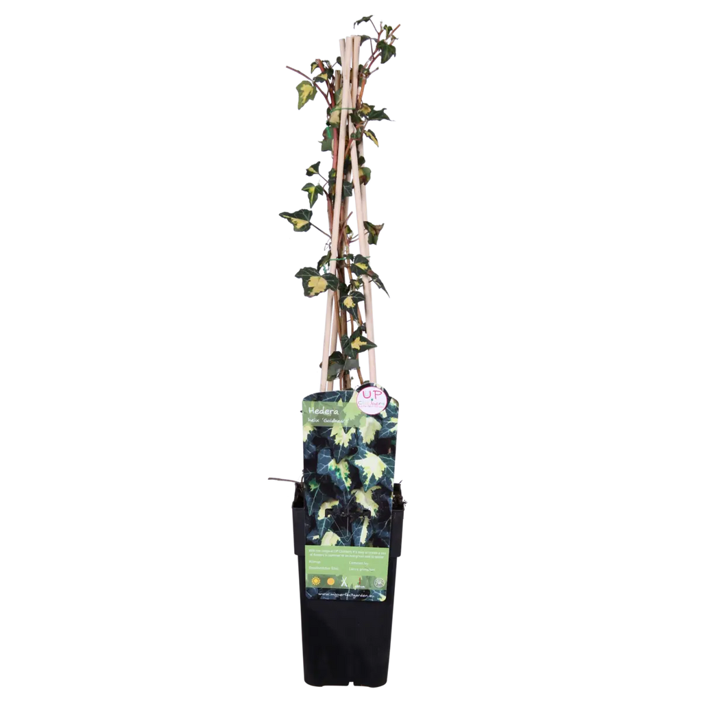 Goldefeu | Gelbbunter Efeu Hedera Helix 'Goldheart' - Ø15cm - ↕65 cm | winterhart | immergrün - Pille Gartenwelt
