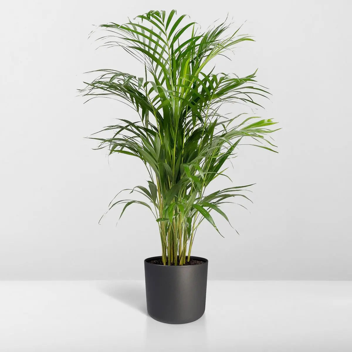 Areca-Palme (Dypsis lutescens) Ø21 cm, ca. 110 cm – tropisch & pflegeleicht - Pille Gartenwelt