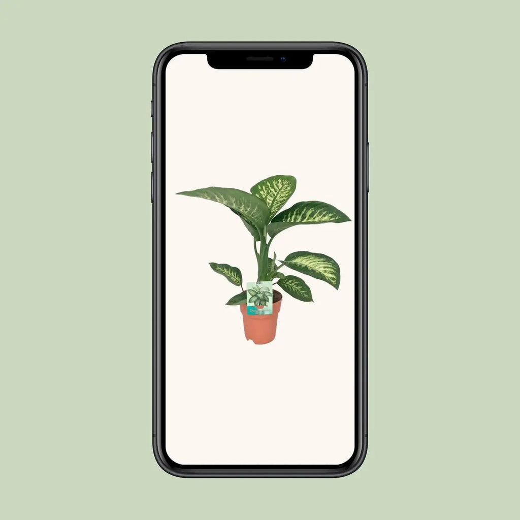 Dieffenbachia Seguine Tropic Snow - Ø19cm - ↕70 cm - Pille Gartenwelt