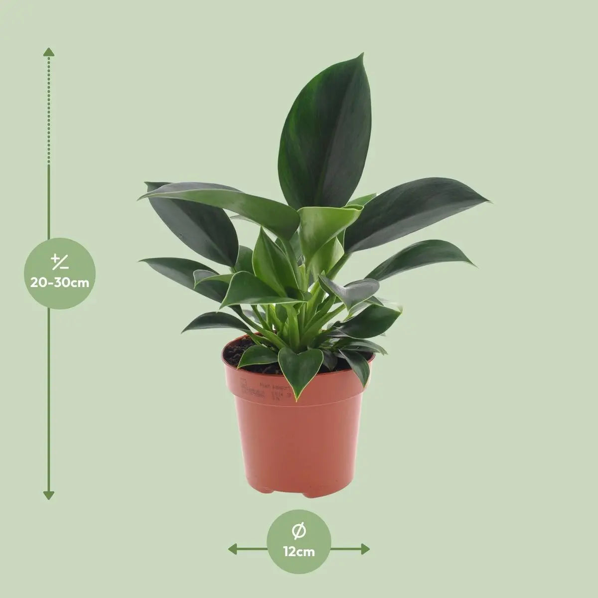 Philodendron Green Princess - Ø12CM - ↕25 cm MEERgroothandel Planten