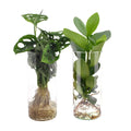 Zylinderglas Duo Monstera/Clusia - 2 Stück - Ø12cm - ↕25-40cm - Pille Gartenwelt