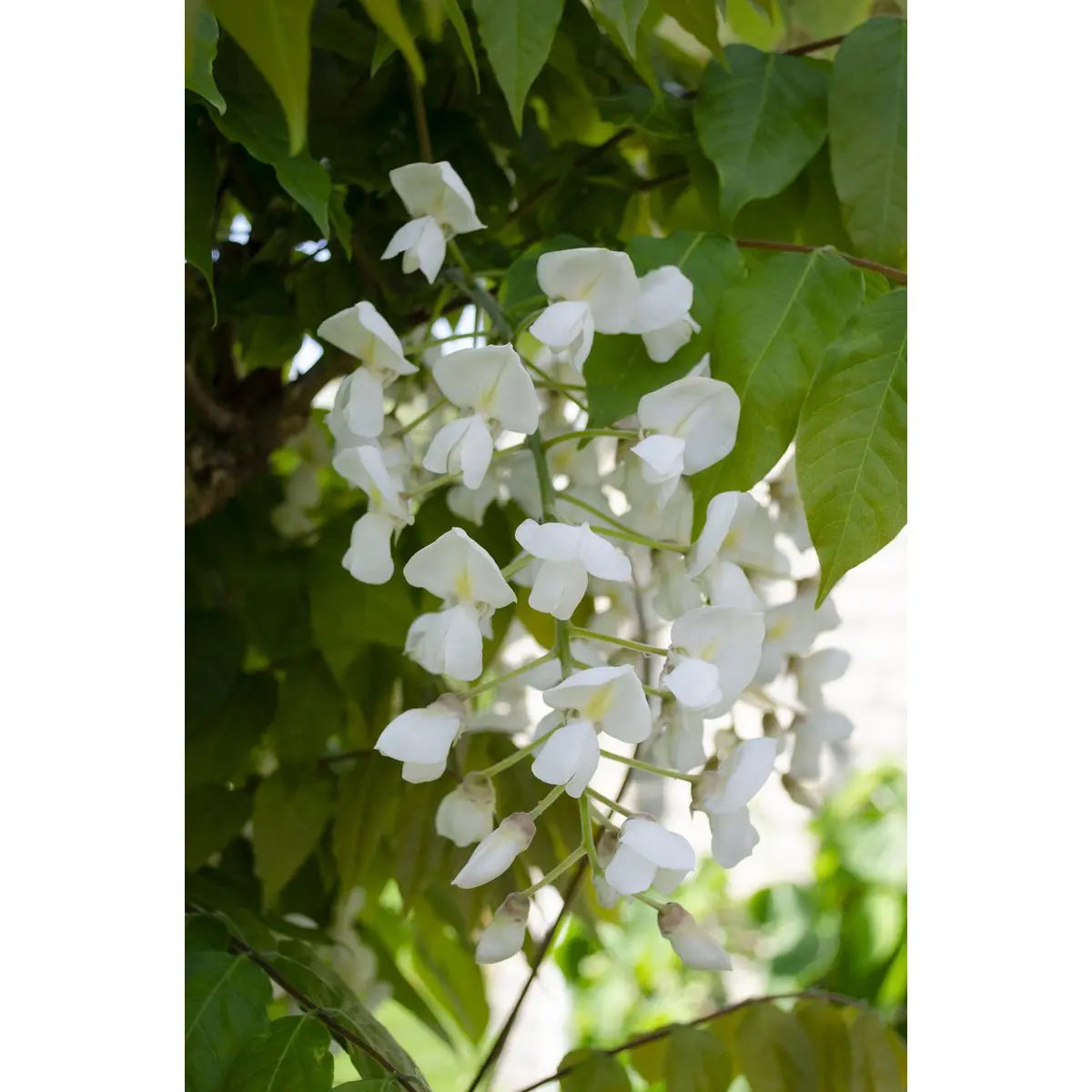 Wisteria Floribunda Alba - Weißer Regen - Ø15 cm - ↕65 cm
