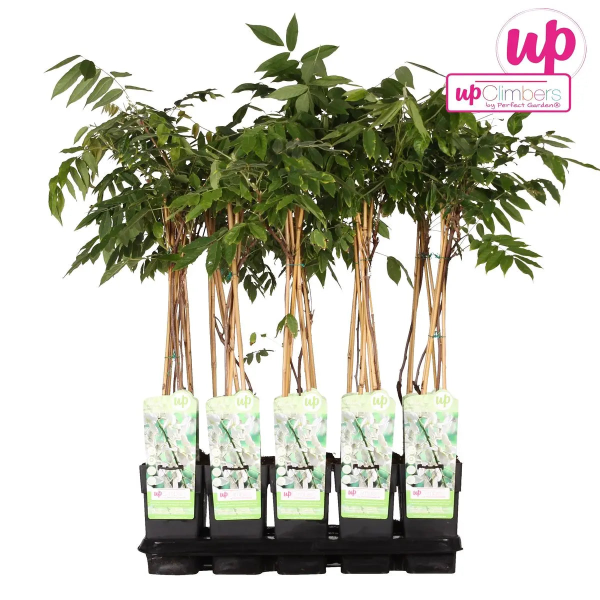 Wisteria Floribunda Alba - Weißer Regen - Ø15 cm - ↕65 cm