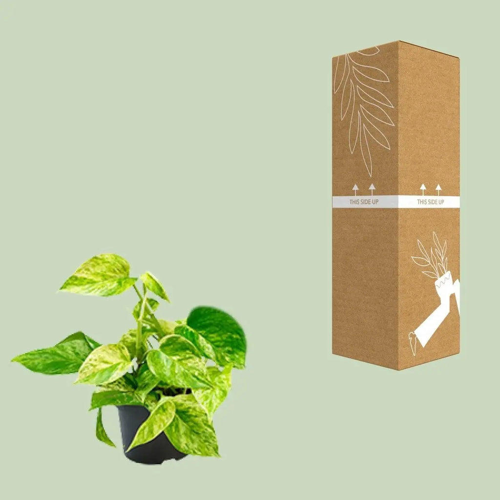 Efeutute Epipremnum Marmor Queen - Scindapsus -  Ø12 - ↨15cm