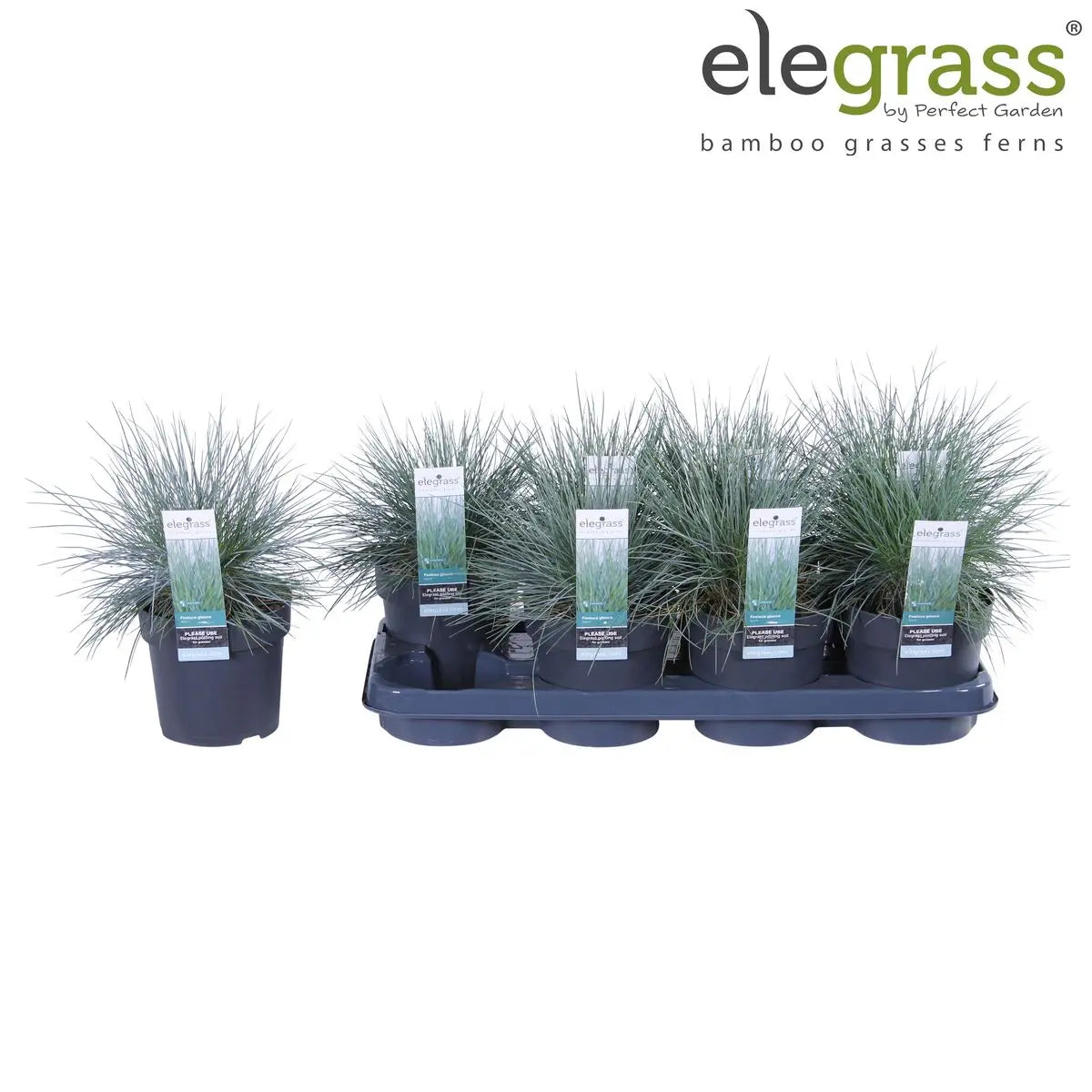Festuca Glauca Azura Blue - Ø19cm - ↕40cm - Ø14 - ↨30cm |Zier-Gras Blauschwingel - Pille Gartenwelt