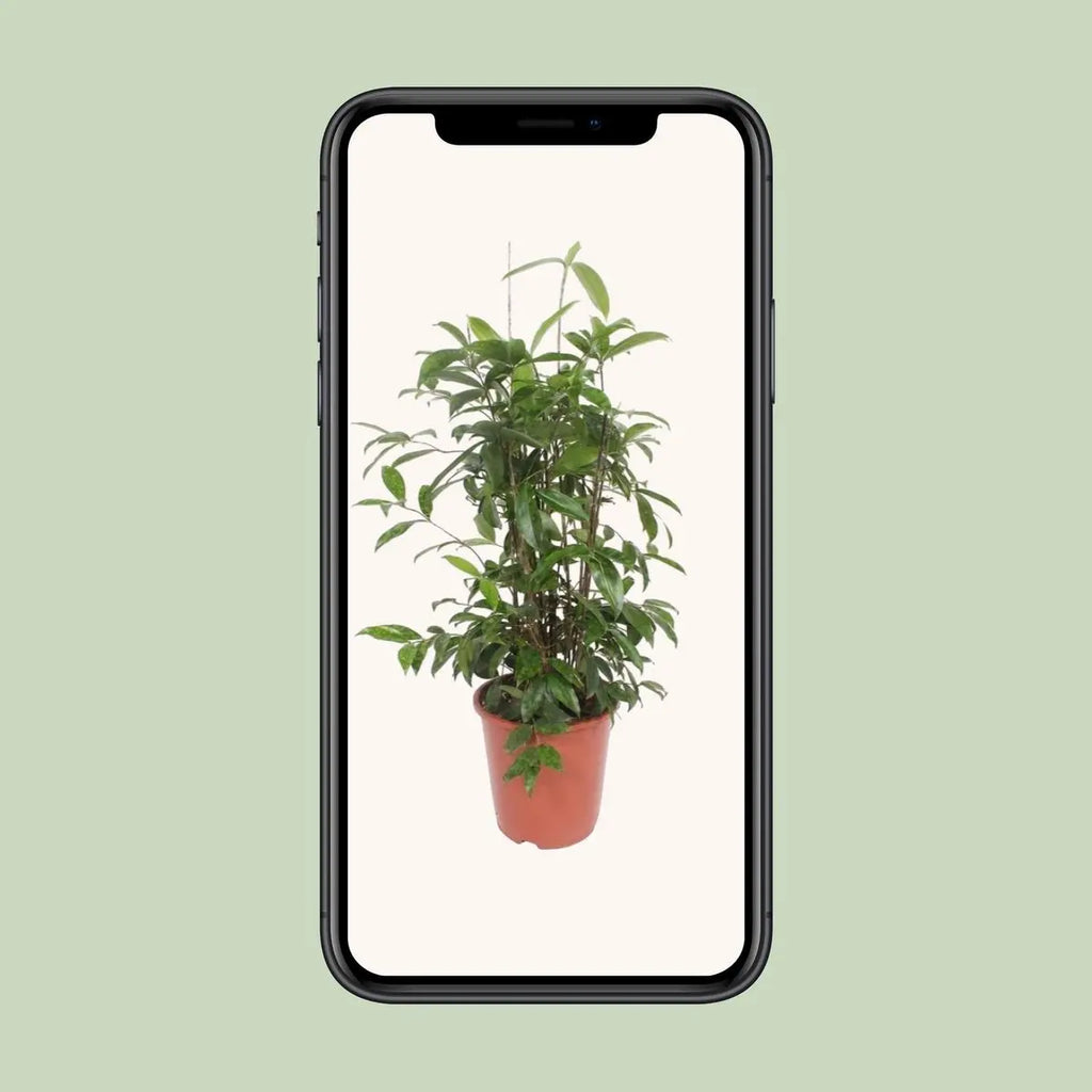 Dracaena surculosa - Ø27cm - ↕110 cm MEERgroothandel Planten