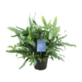 Phlebodiumblau Farn - Ø14cm - ↕40 cm