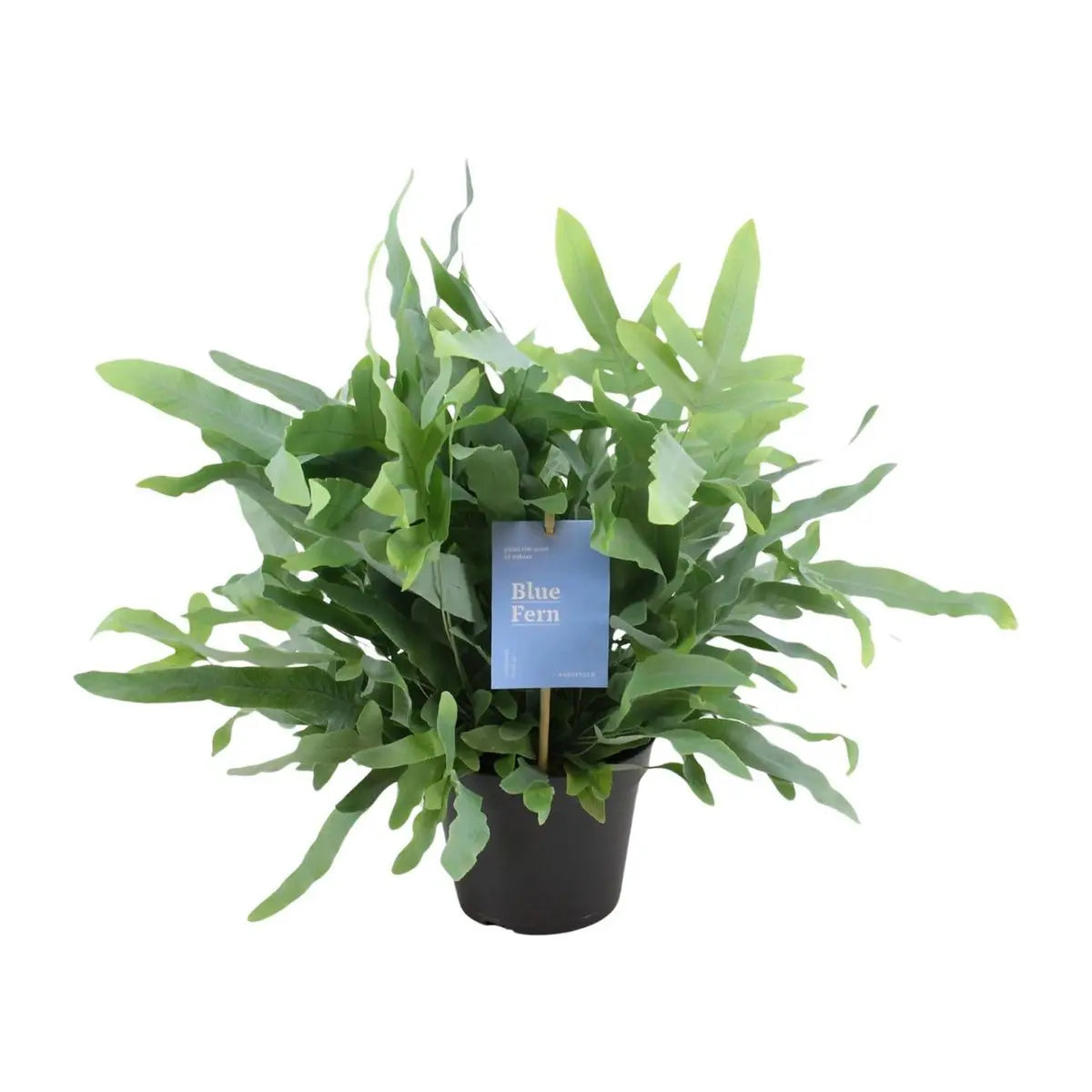 Phlebodiumblau Farn - Ø14cm - ↕40 cm