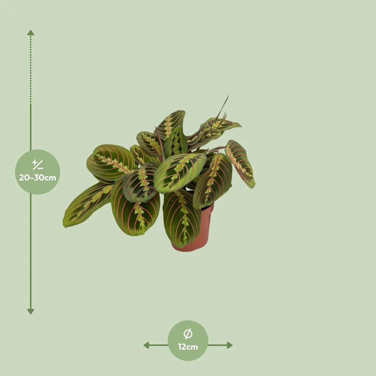 Maranta Fascinator (Pfeilwurz ) - Ø12CM - ↕20CM