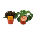 2er Set Peperomia Rosso + Pilea Peperomioides - Ø10,5 cm - ↕15cm - Pille Gartenwelt