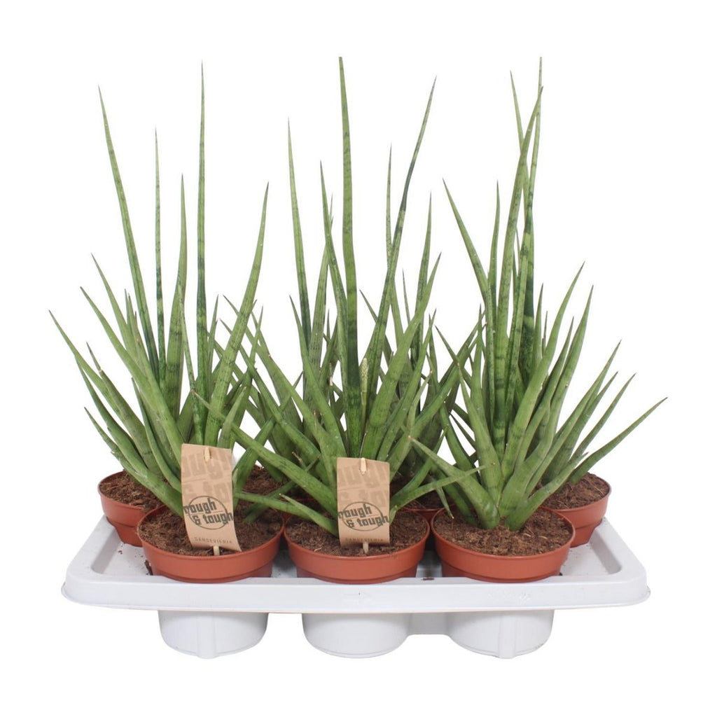 Sansevieria gracilis  | [P14-H55] | grau-grün und pflegeleicht