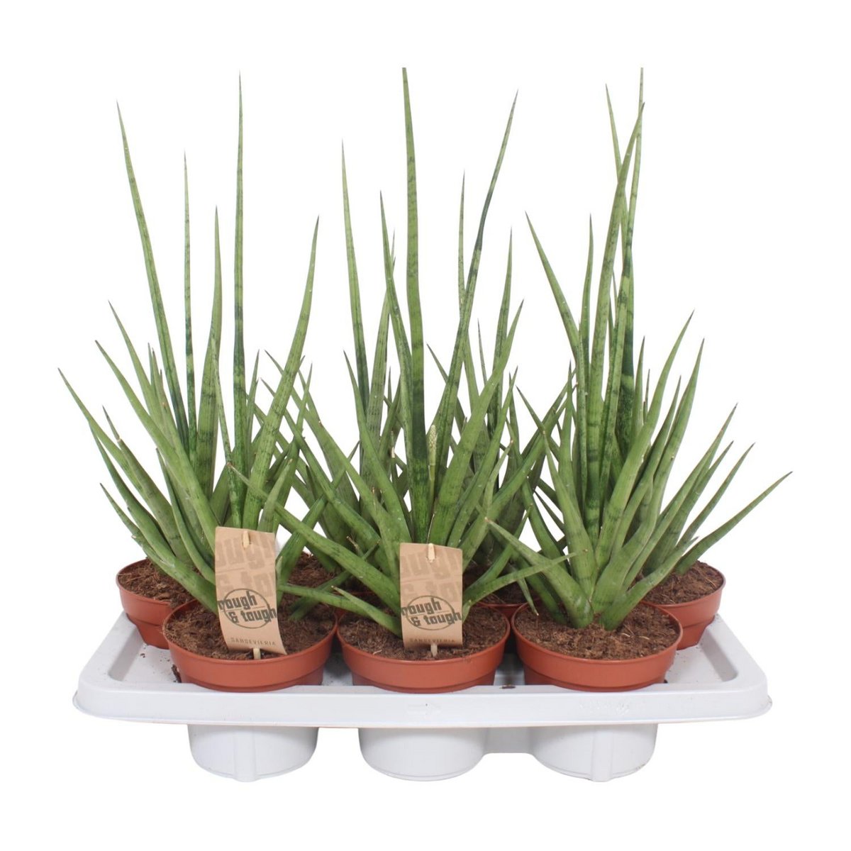 Sansevieria gracilis  | [P14-H55] | grau-grün und pflegeleicht