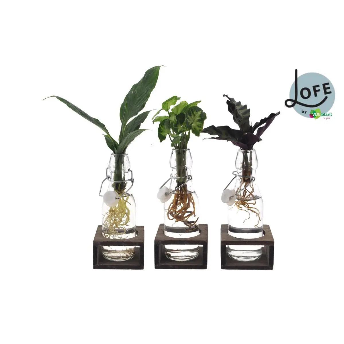 Inttenz Mix in Annglas (weiße Kappe) + Naturel Single - 3 Stücke - Ø7cm - ↕25 cm MEERgroothandel Planten